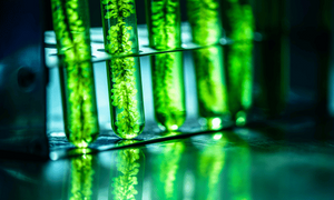 Photobioreactor in Lab Algae Fuel Biofuel Industry