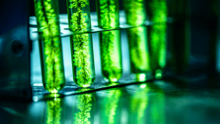 Photobioreactor in Lab Algae Fuel Biofuel Industry