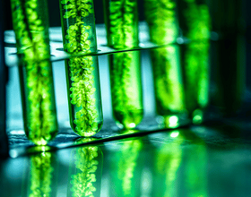 Photobioreactor in Lab Algae Fuel Biofuel Industry